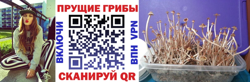 купить наркоту Абинск Псилоцибиновые грибы Cubensis
